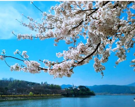 춘천 벚꽃