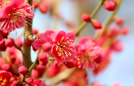 전남 광양 구례 매화마을 매화축제 안내 