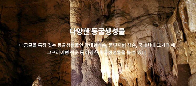 삼척장미축제