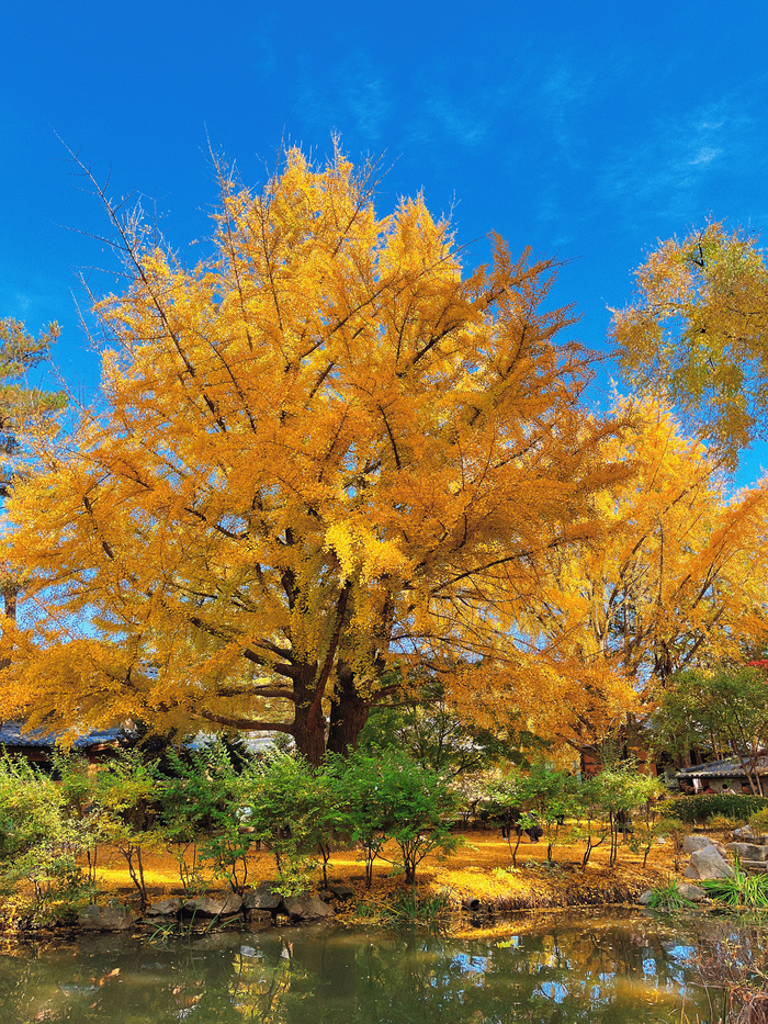 [서울 근교 여행지] 남이섬 봄 여행 필수 코스 ❘ 벚꽃 명소, 자전거길, 셔틀 시간표, 입장료, 배시간, 맛집 정보 모음