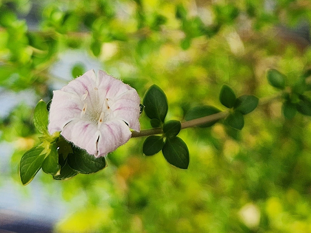 백정화
