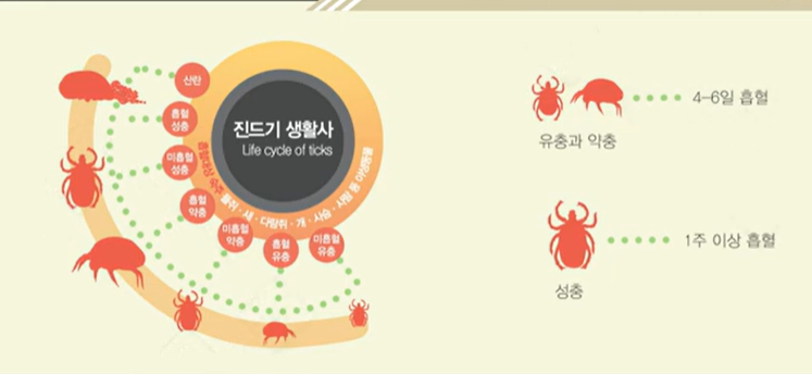 참진드기 SFTS 예방법과 증상