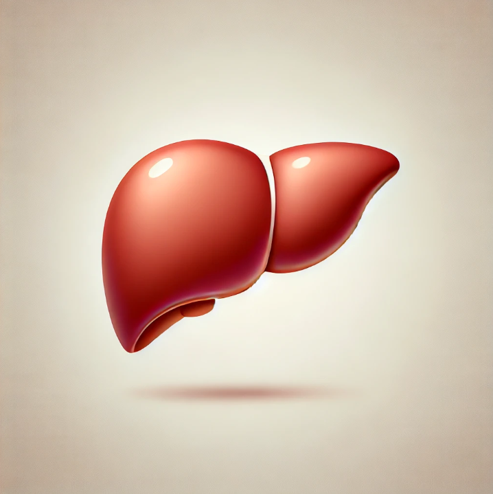 건강한 간 사진