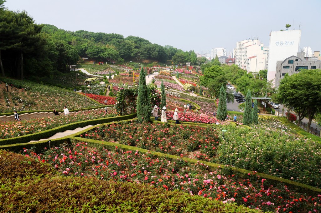 부천 백만송이 장미원 장미축제