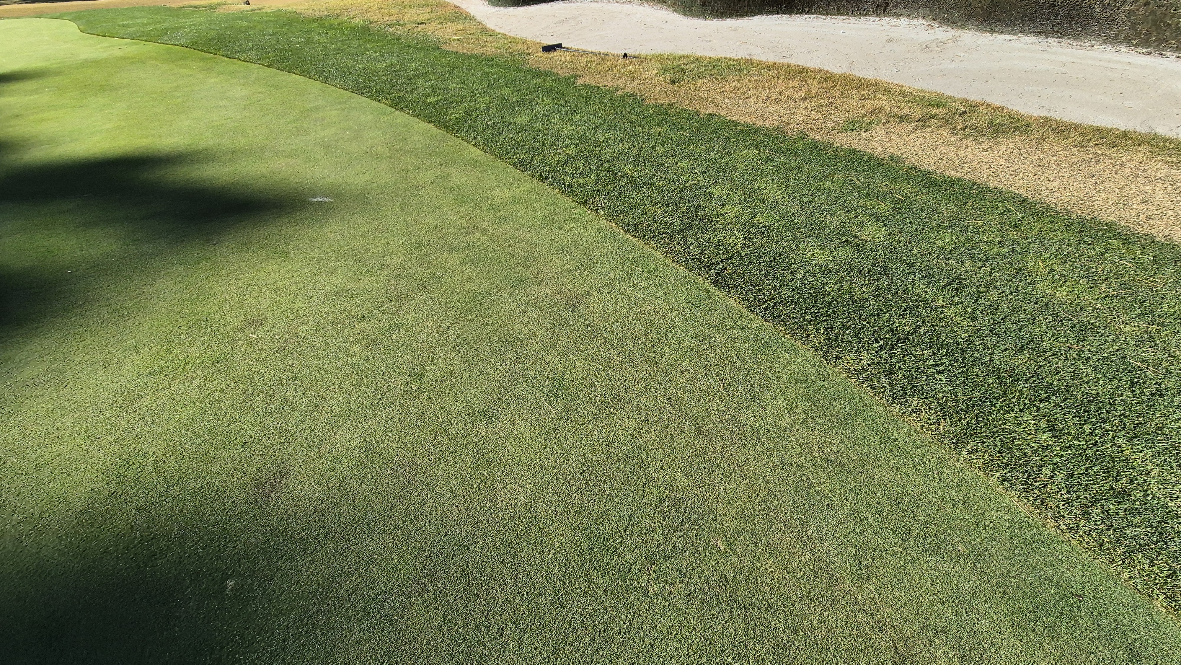 레이캐슬cc 그린관리상태