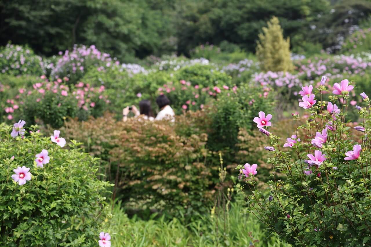 2025 천리포수목원 목련축제 입장료 사전예약