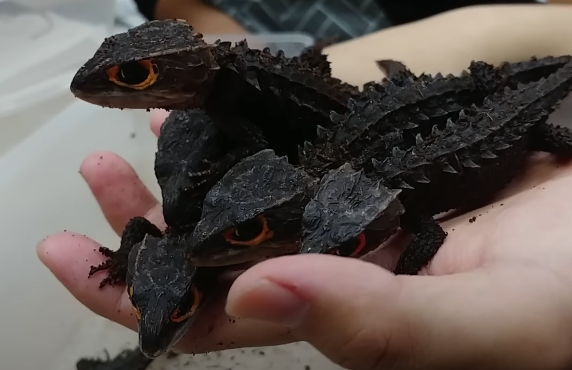 신기한 파충류 사진