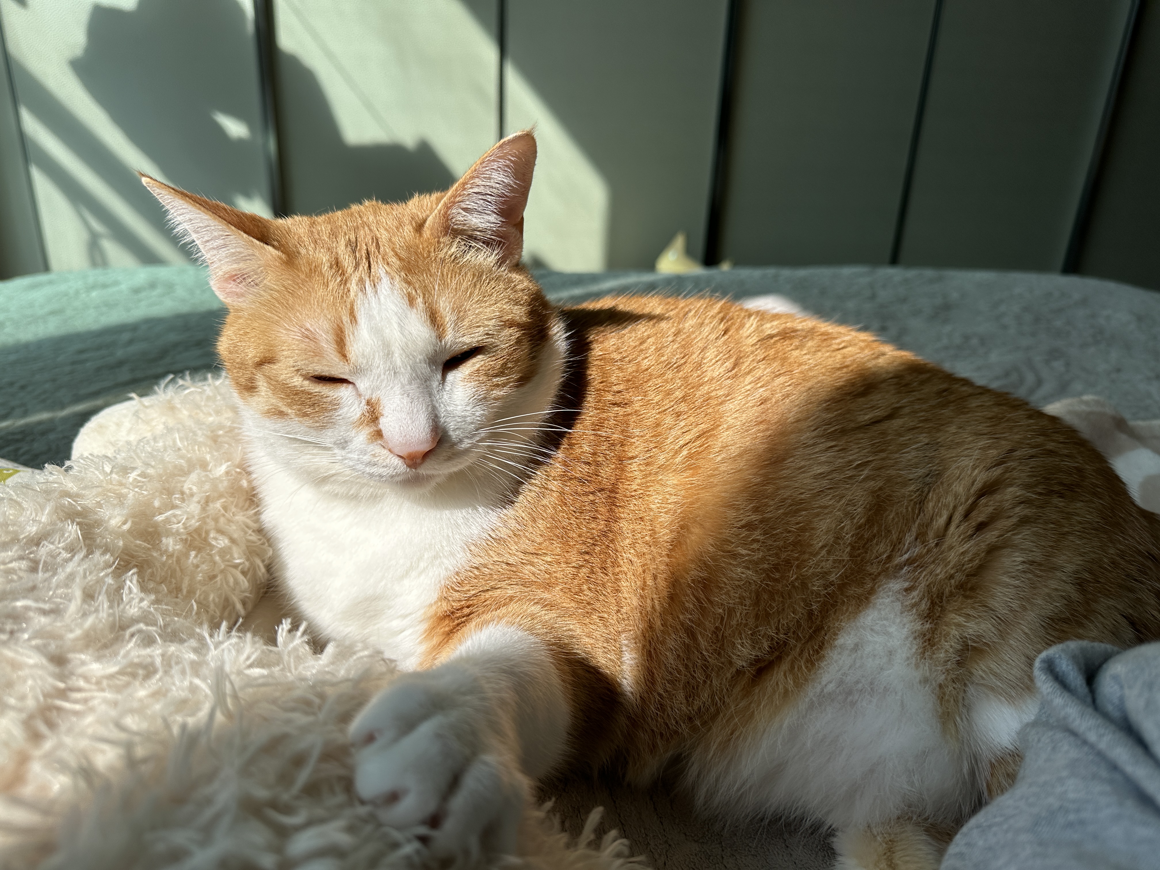 햇살아래_치즈냥이_호야