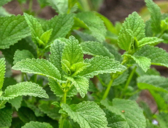레몬밤 Melissa officinalis