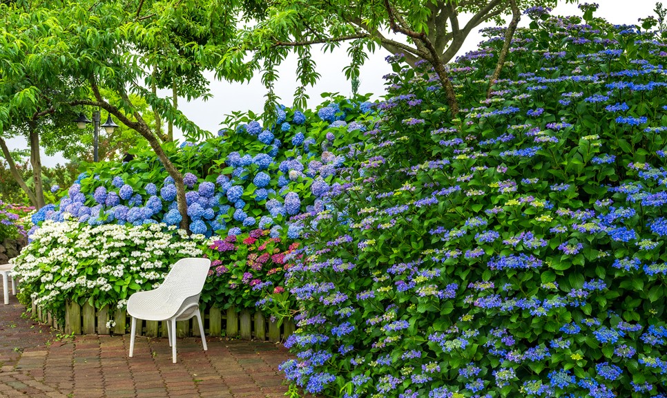 제주 마노르블랑 수국축제