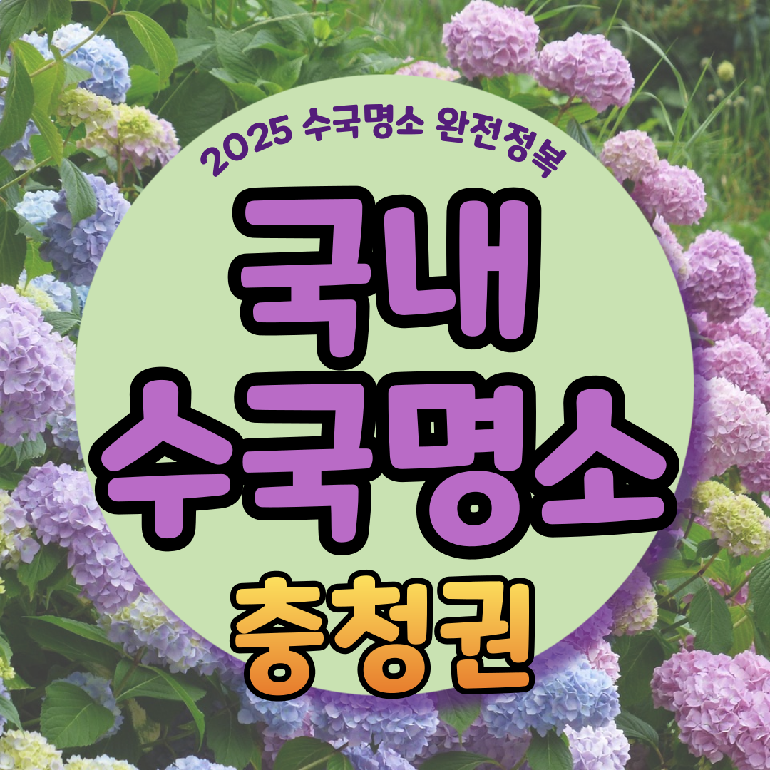 충청권 수국 명소 추천 7곳, 지금 안 가면 손해! 여름 꽃 여행지
