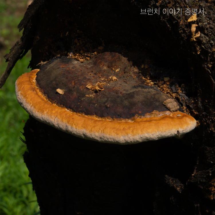 상황버섯