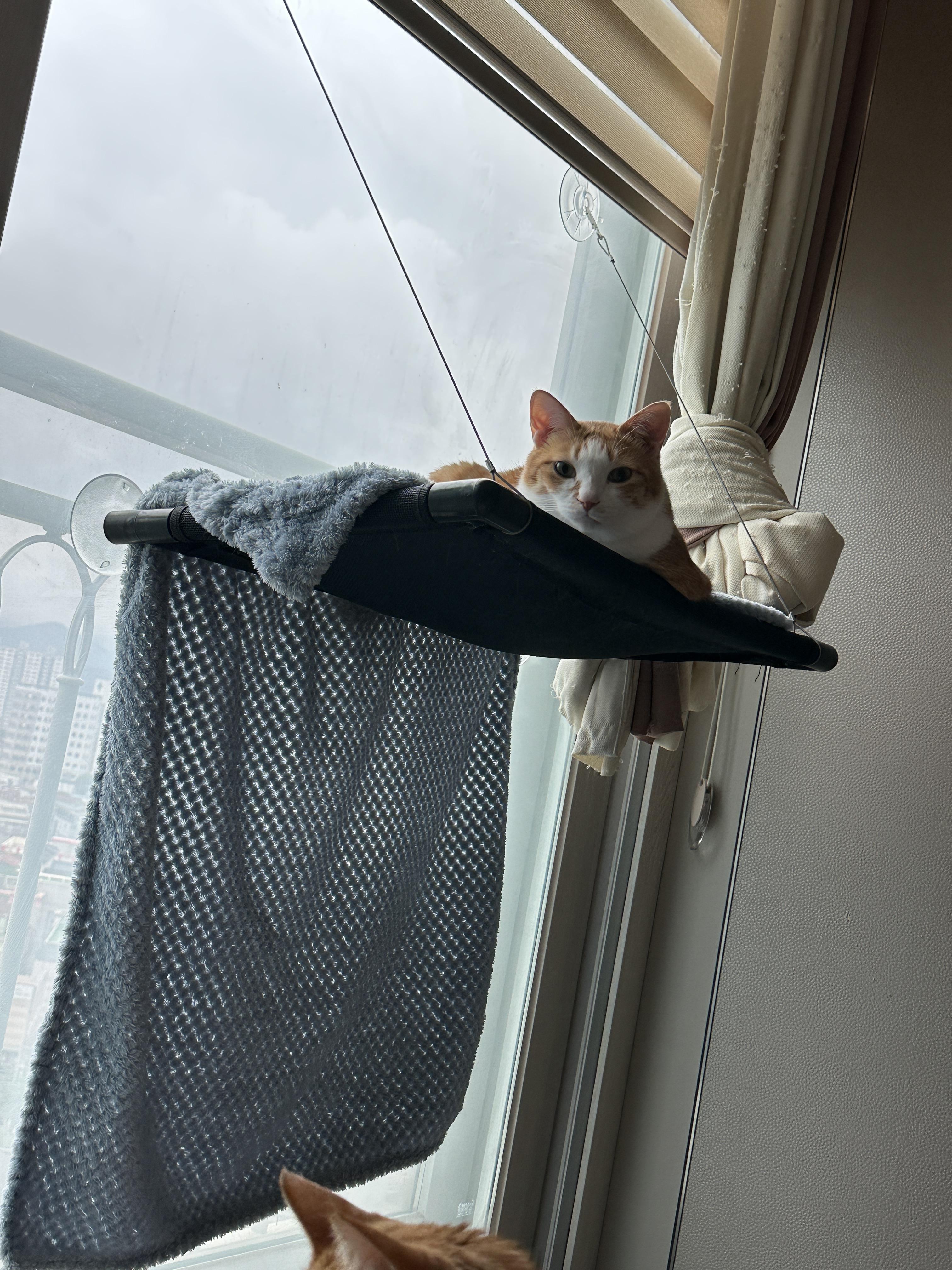 냥냥이들의 취향존중 혹은 앞다마?ㅋㅋ (feat. 이래도 냥냥이가 좋으니 할말없는 집사)