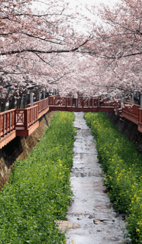 2025 진해군항제 벚꽃