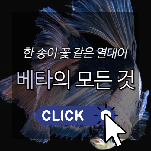 한 송이 꽃 같은 열대어 베타의 모든 것, 썸네일