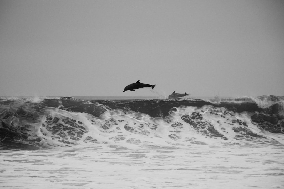 Black-and-white.