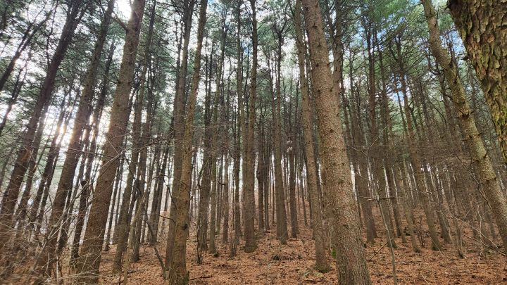 가평잣향기푸른숲 5만 그루 잣나무 침엽수림