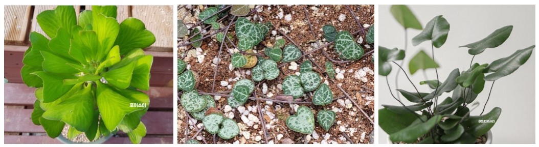 하트 잎 모양 식물 풍수