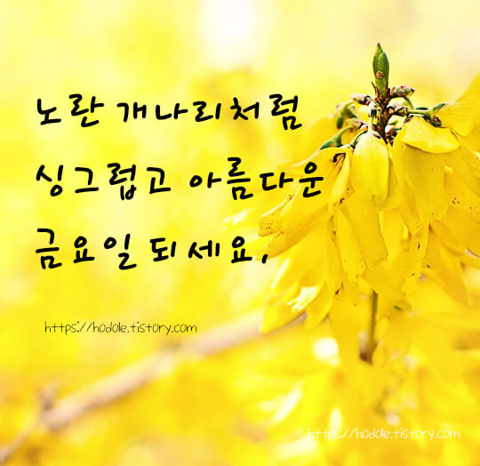 노오란-개나리