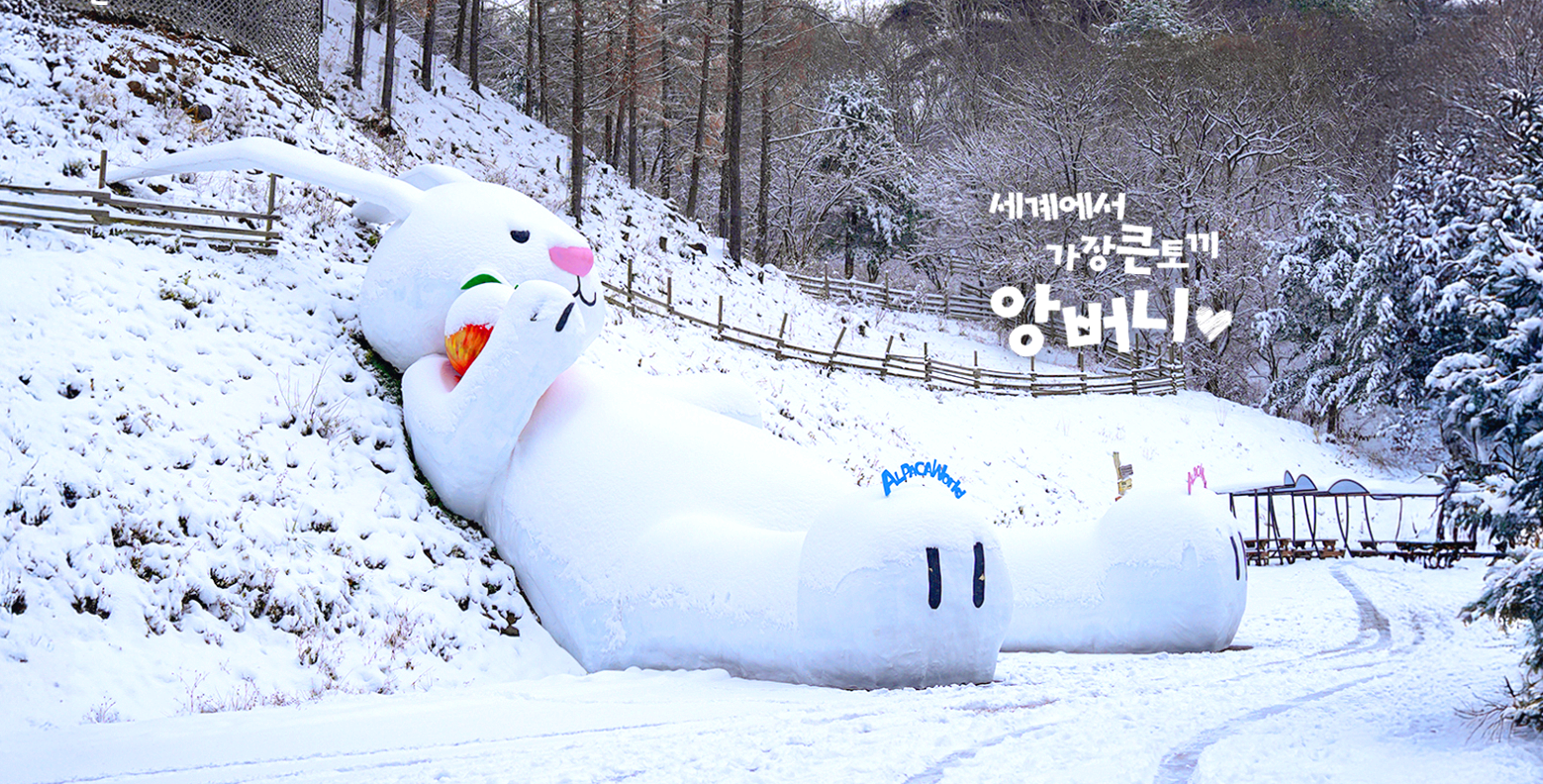 홍천 알파카 월드