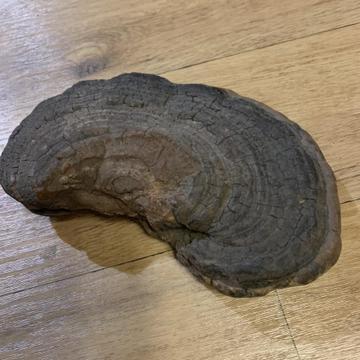 상황버섯 효능 부작용