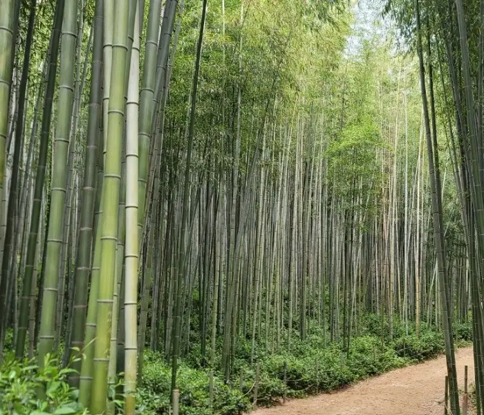 죽녹원 여행지추천