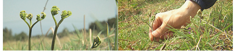 2025 제29회 한라산 청정 고사리 축제