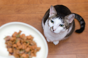 밥을 기다리고 있는 고양이