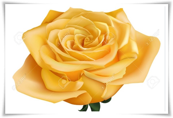 "장미" 천 년의 사랑을 품은 아름다움의 상징 매혹적인 꽃!고