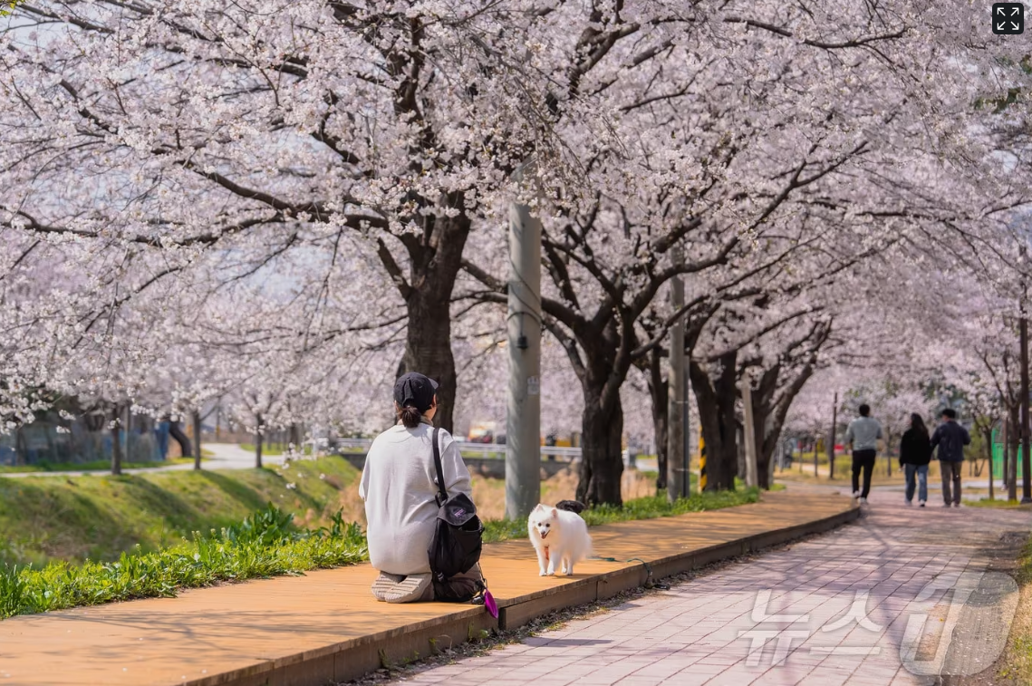 서울근교 강아지와여행