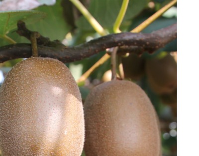 키위 효능 부작용