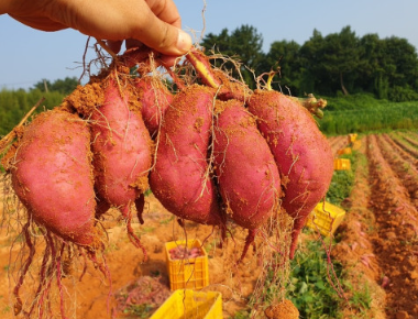 대가마을고구마