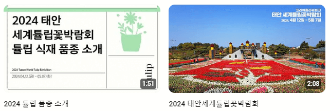 태안 튤립축제 기간