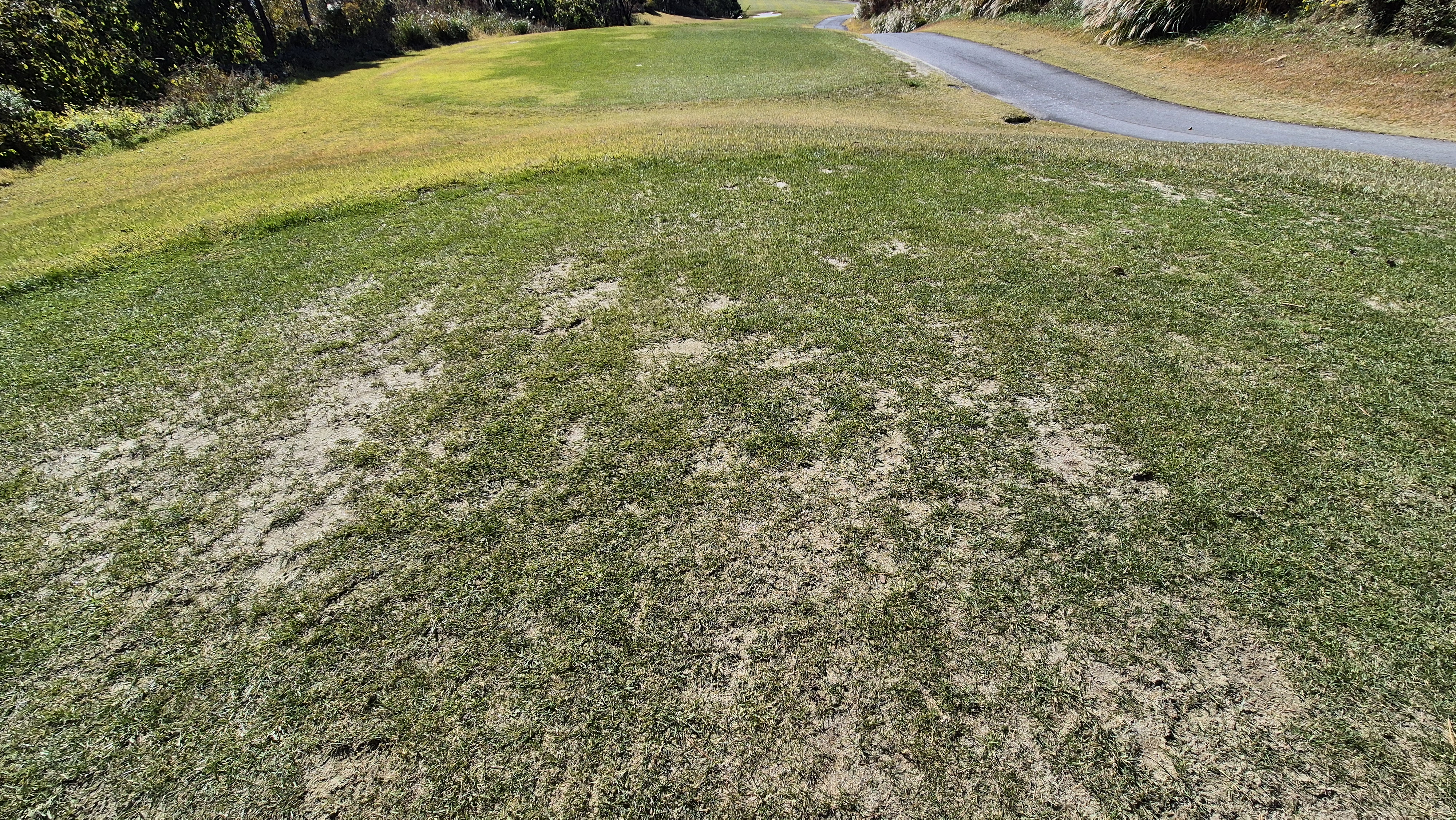 동촌gc 티잉구역 상태