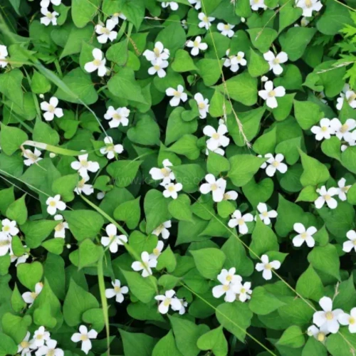 재배중인 어성초