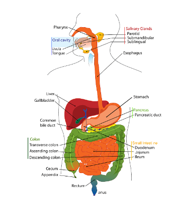 인체 장기 모습