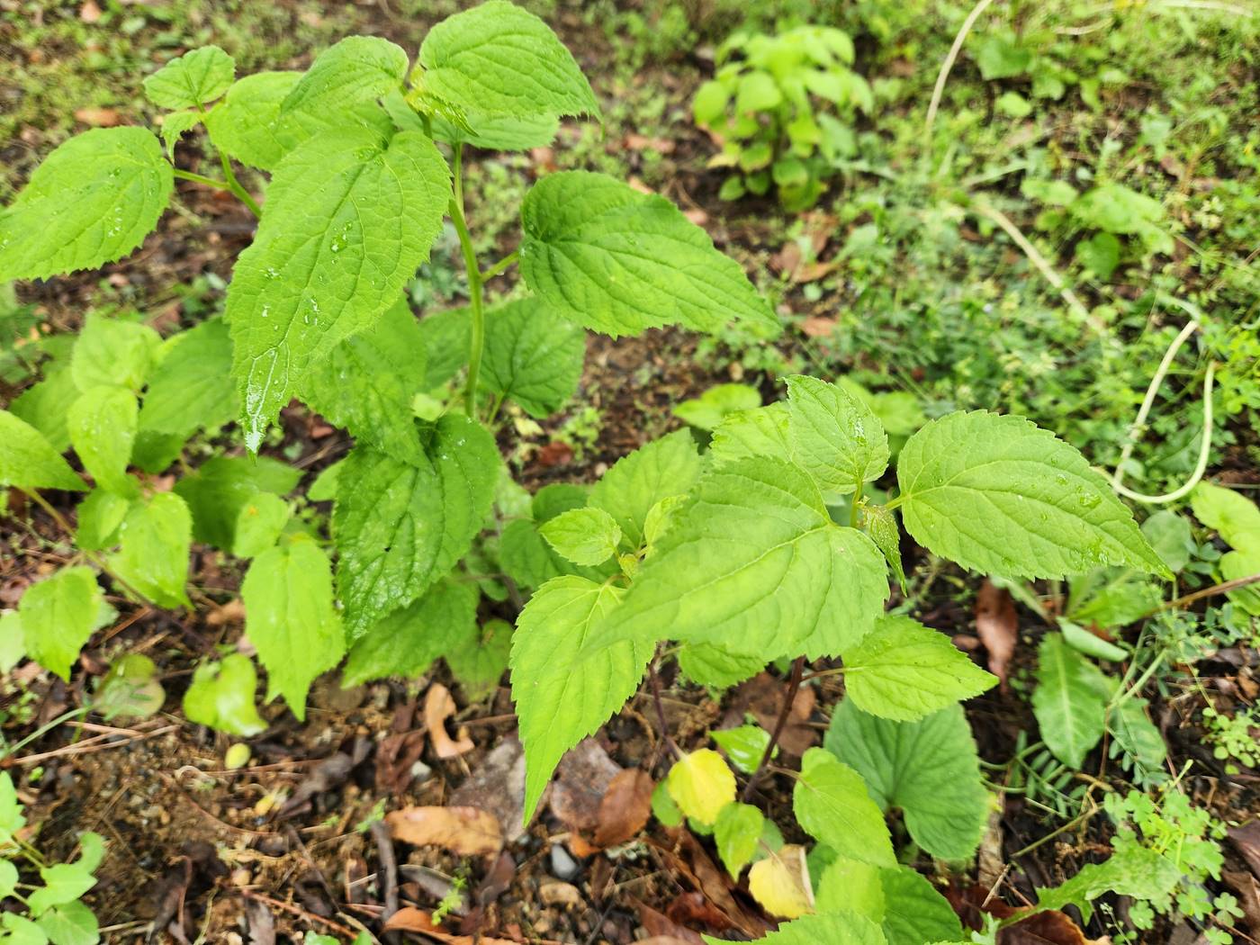 모시대 (모싯대)