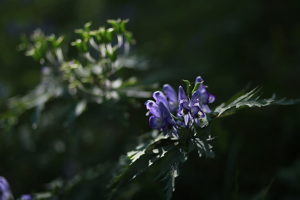 자기 방어를 위해 독을 분비하는 희귀식물의 전략