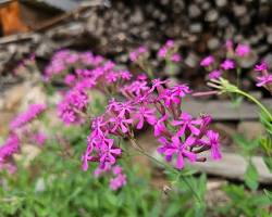 끈끈이대나물 꽃 이미지 사진