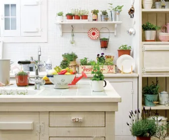 주방 허브 키우기 물주기 수확관리 세척보관 어르신도 간단 실천_10