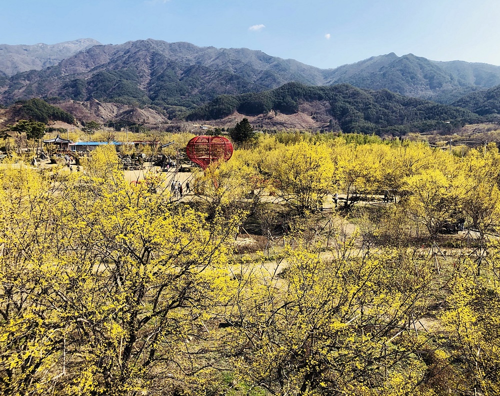 구례산수유꽃축제