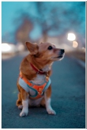 반려견다이어트 하는 방법