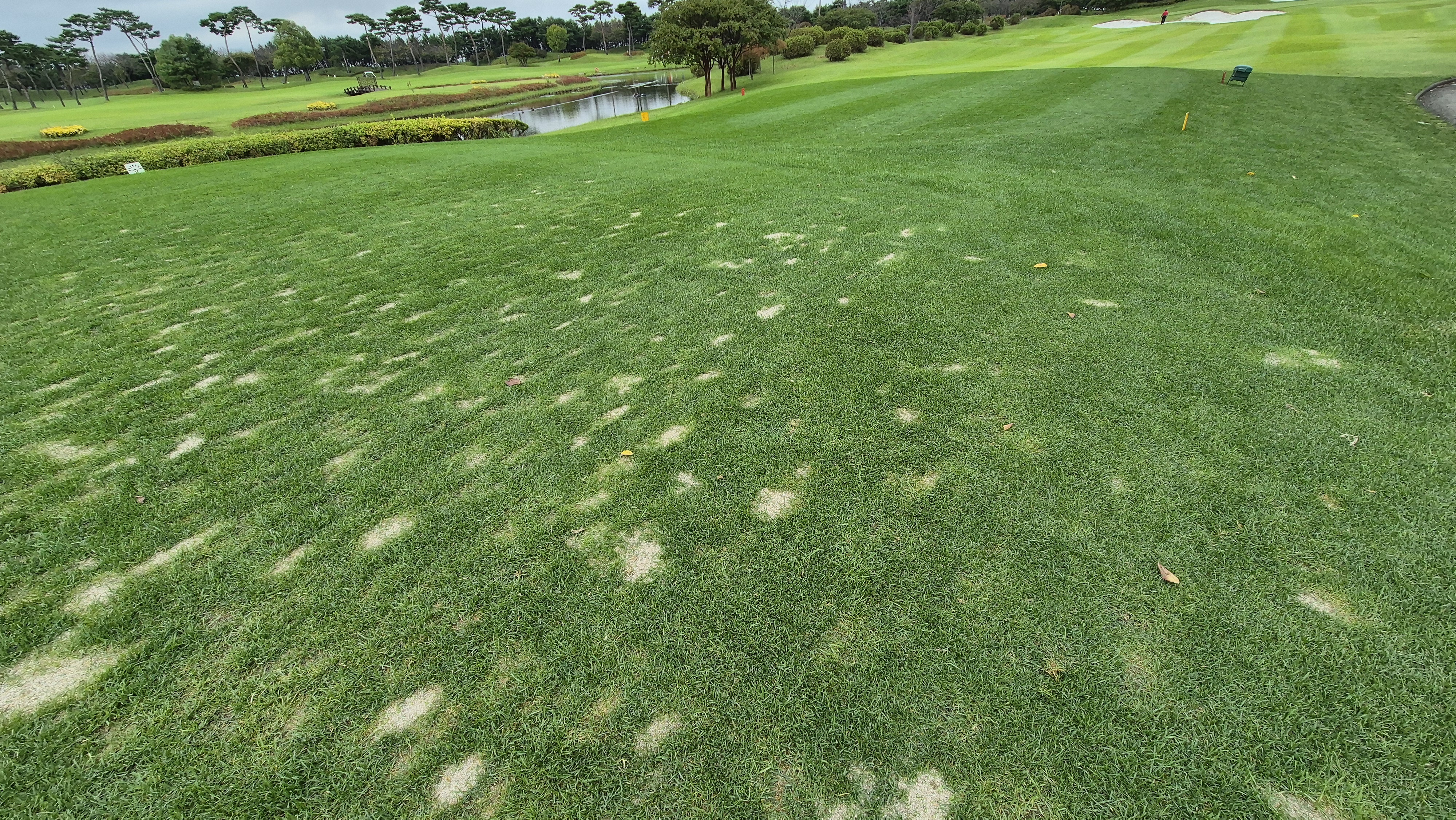 파인스톤cc 티잉구역 상태