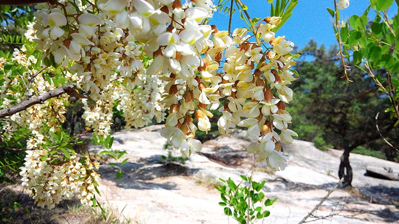 인왕산(仁旺山, Inwangsan) 아까시꽃