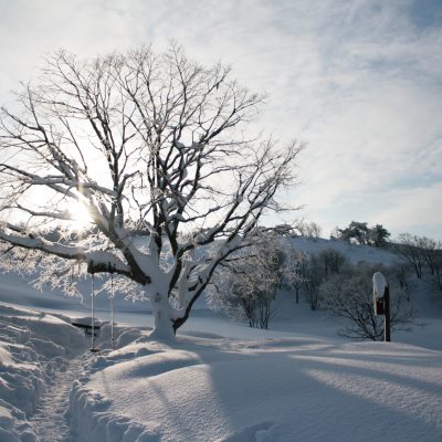 강원도 겨울 트레킹 추천 BEST 5 : 설경 걷기 좋은 길