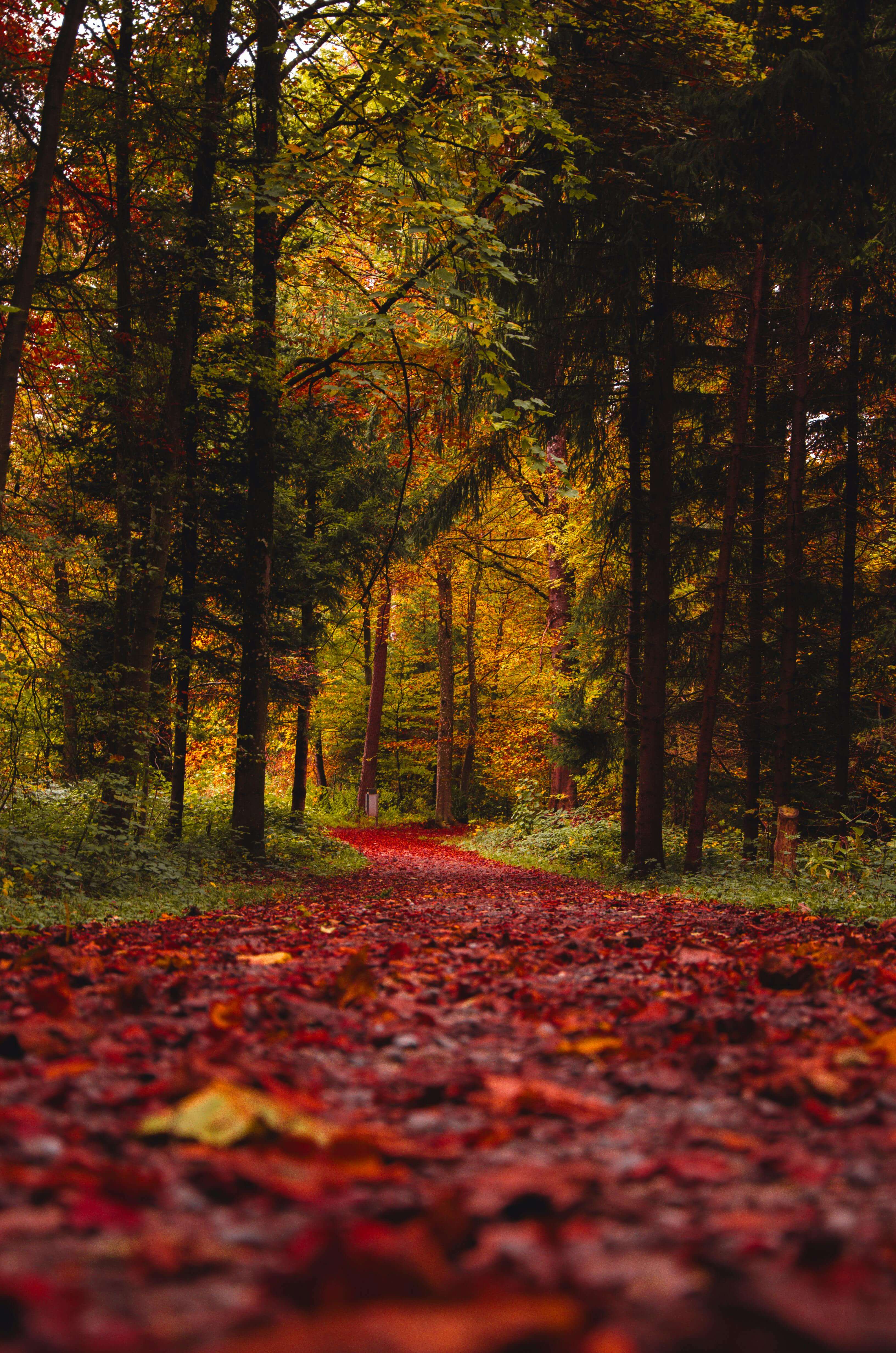 노랗고 빨갛게 물든 가을숲 모습
