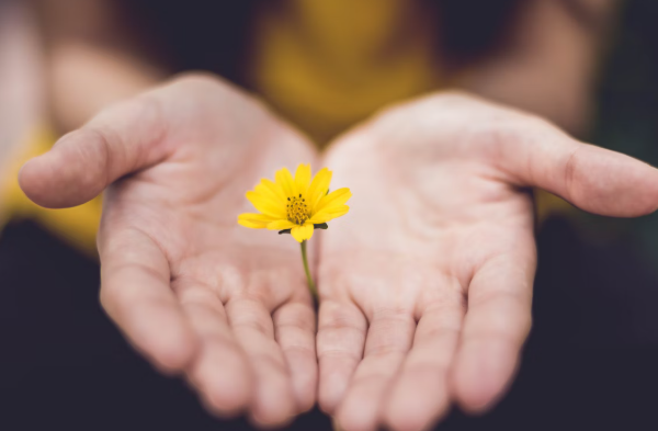 두손안에 노란색 꽃이 있는 사진