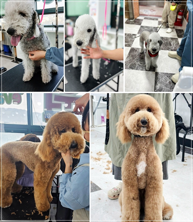 반려동물학과 학교