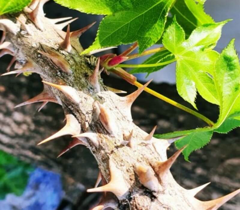 잎이-달린-엄나무-가시