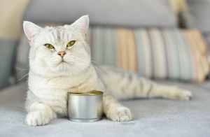 고양이 황색지방종